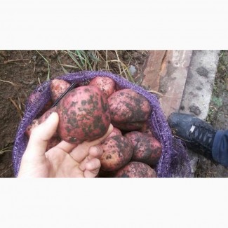 Картофель оптом из Беларуси от 20 тонн, Вектор, Бриз 5+ с поля 6, 5 р/кг