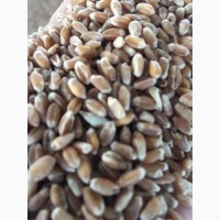 Семена озимой мягкой пшеницы сорт Танаис ЭС/РС1