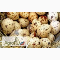 Яйца перепелиные (фермерские, диетические)