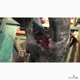 Обрезка и лечение копыт у коров