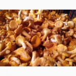 Продаем грибы лисички, свежие, урожай 2016 года