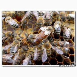 Пчелы пчелопакеты Краинка Карпатк Санкт-Петербург 2019