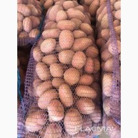 Продам картофель урожай 2020 года