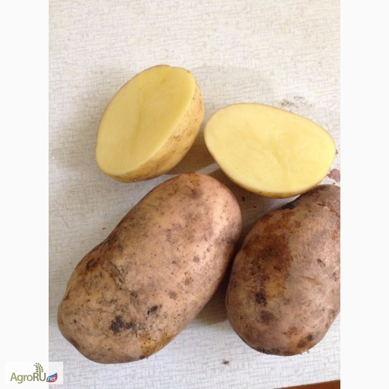 Фото 5. Продам картофель урожай 2020 года