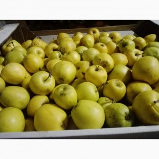 Продам: яблоки на переработку в Нижнем Новгороде