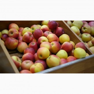 Оптовая продажа яблок Бородинка по цене от производителя