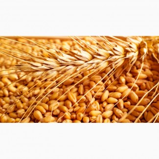 Семена озимой пшеницы: Донэко, Леонида, Гром, Донэра, Веха, Скипетр, Губернатор Дона, Юка