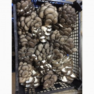 Продаю свежие грибы Вешенка