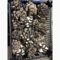 Продаю свежие грибы Вешенка