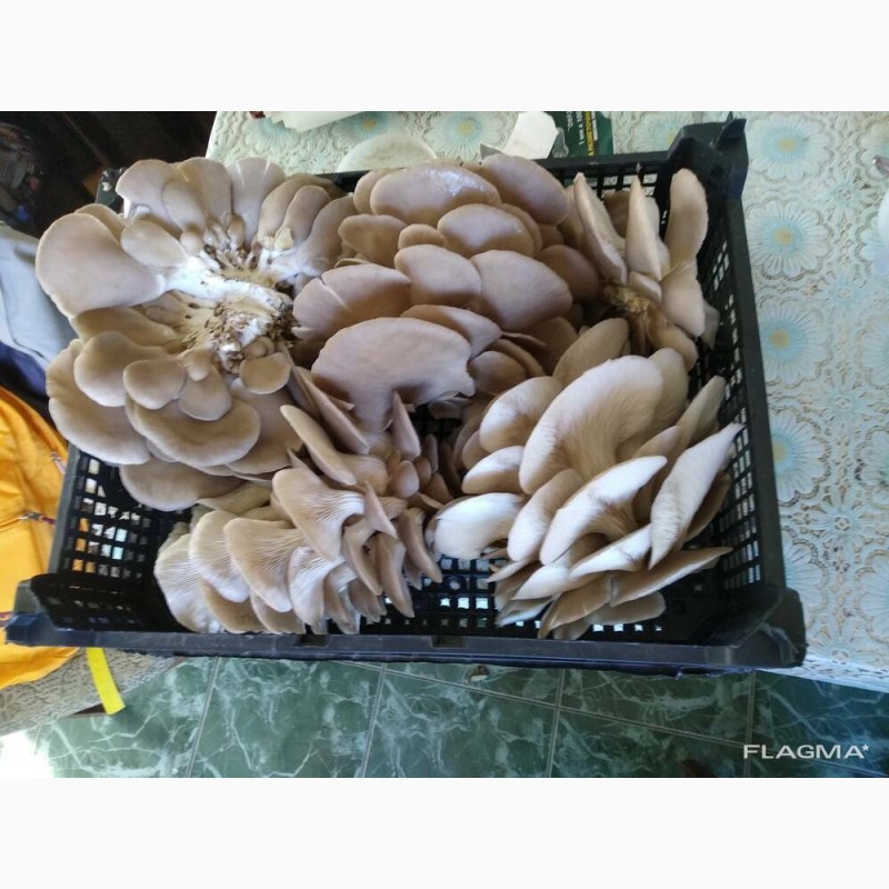 Фото 2. Продам грибы вёшенка