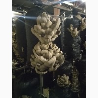 Продам грибы вёшенка
