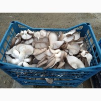 Продам грибы вёшенка