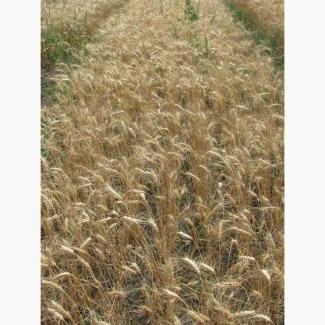 Семена пшеницы озимой РС1 фасованные в мешки