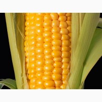 Семена кукурузы Краснодарский 194 F1