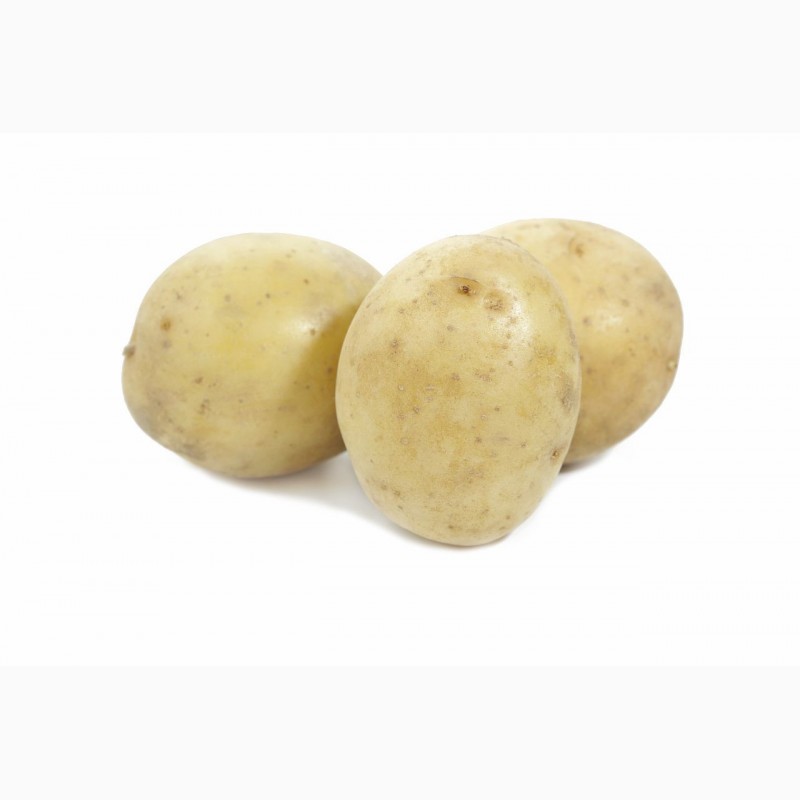 Фото 2. Семенной картофель сорт Гала