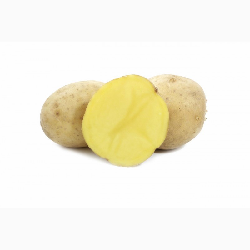 Фото 3. Семенной картофель сорт Гала