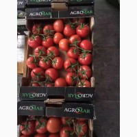 Продаем помидоры Узбекистан
