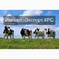 Продажа коров дойных, нетелей молочных пород в Россию