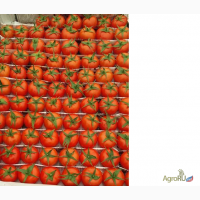 Продажа помидоров Бакинских (оригинал Зиря, Азербайджан)