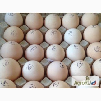 Поставки инкубационного яйца из Чехии, Белоруссии, Ирана