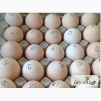 Поставки инкубационного яйца из Чехии, Белоруссии, Ирана