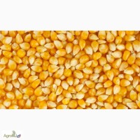 Зерно кукурузное