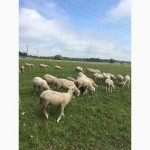 Продам овец ягнят живым весом Меринос