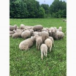Продам овец ягнят живым весом Меринос