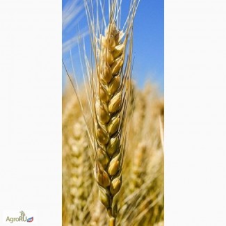 Семена озимой пшеницы Безостая-100
