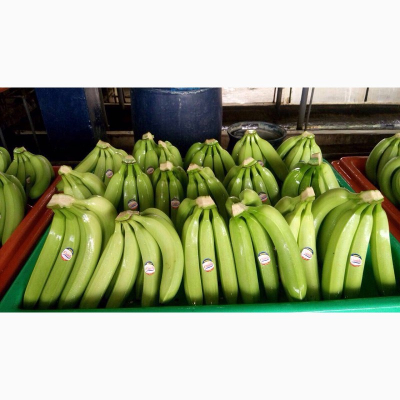 Бананы оптом - 20 тонн