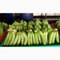 Бананы оптом - 20 тонн