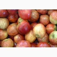 Яблоки оптом, калибр 65+, оптом от производителя, 71 руб./кг
