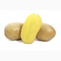Семенной картофель сорт Вега