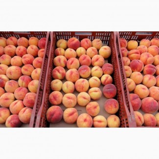 Продажа оптом персиков с доставкой по России