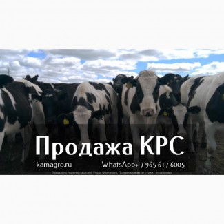 Продажа коров дойных, нетелей молочных пород в Москве