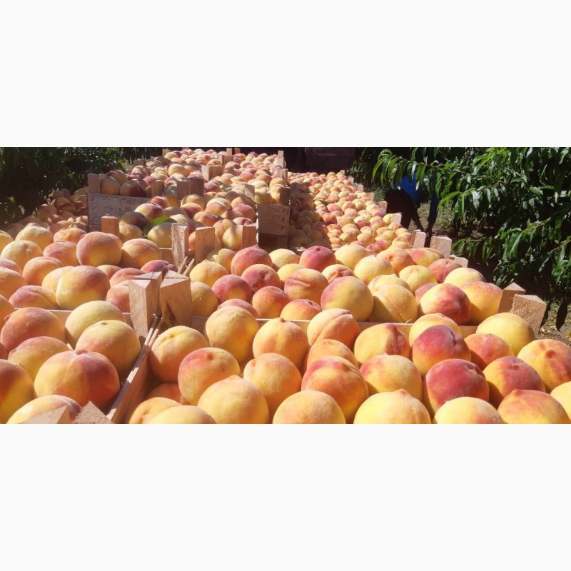 Фото 2. Яблоки, сливы, персики из Молдавии