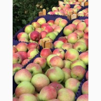Яблоки, сливы, персики из Молдавии