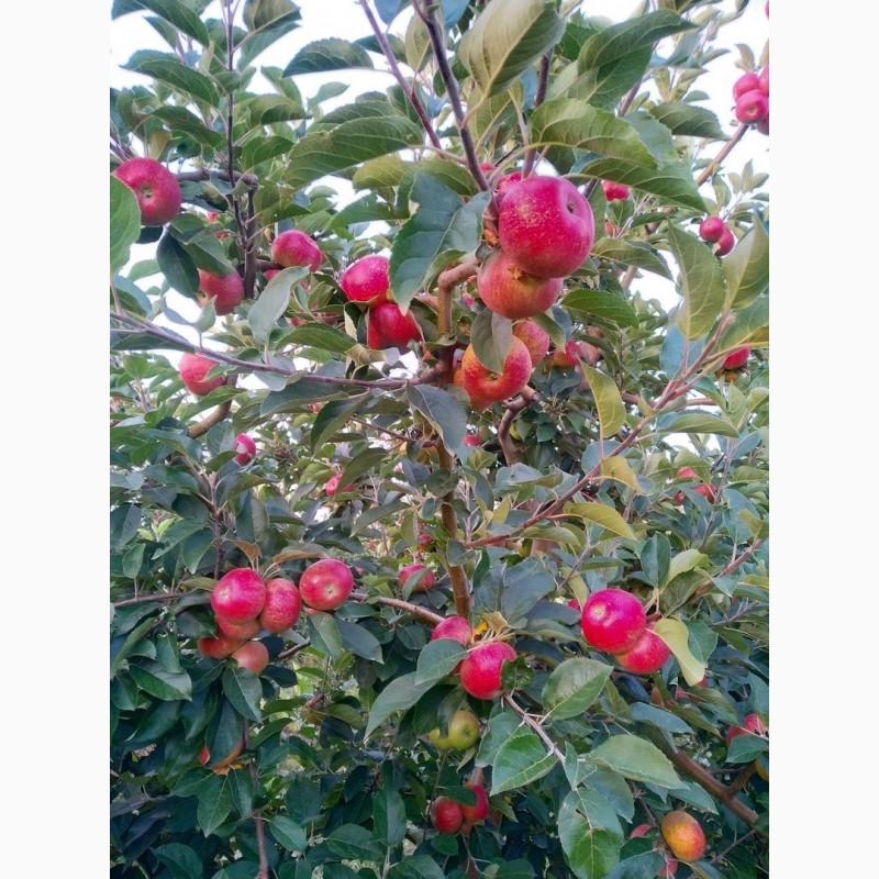 Фото 5. Яблоки, сливы, персики из Молдавии