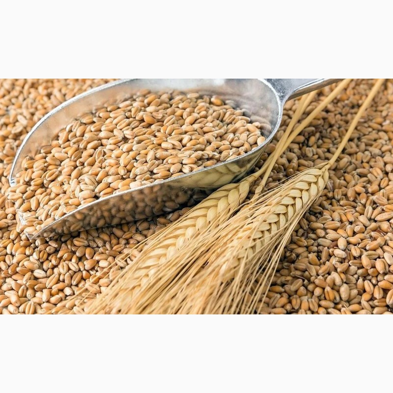 Купить пшеница, Саратовская обл., Пшеница — AgroRU.net