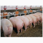 Свиньи 90 - 130кг (шпик 2-3см )