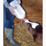 Заменитель цельного молока для телят