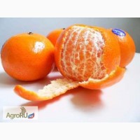 Закупаем оптом мандарины, апельсины и др.цитрусовые