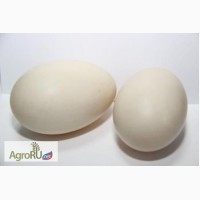 СПК «Птицефабрика Гайская» реализует утиное и гусиное инкубационное яйцо