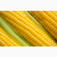 Гибриды семена кукурузы Лимагрейн (Лимагрейн, Limagrain)