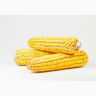 Семена кукурузы гибриды Краснодарский 291 АМВ, СКАП 302 СВ, СКАП 301 и др