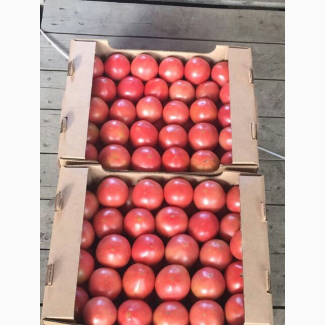 Продам высококачественный помидор Розовый