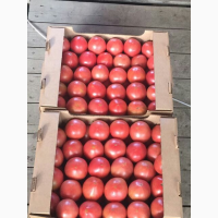 Продам высококачественный помидор Розовый