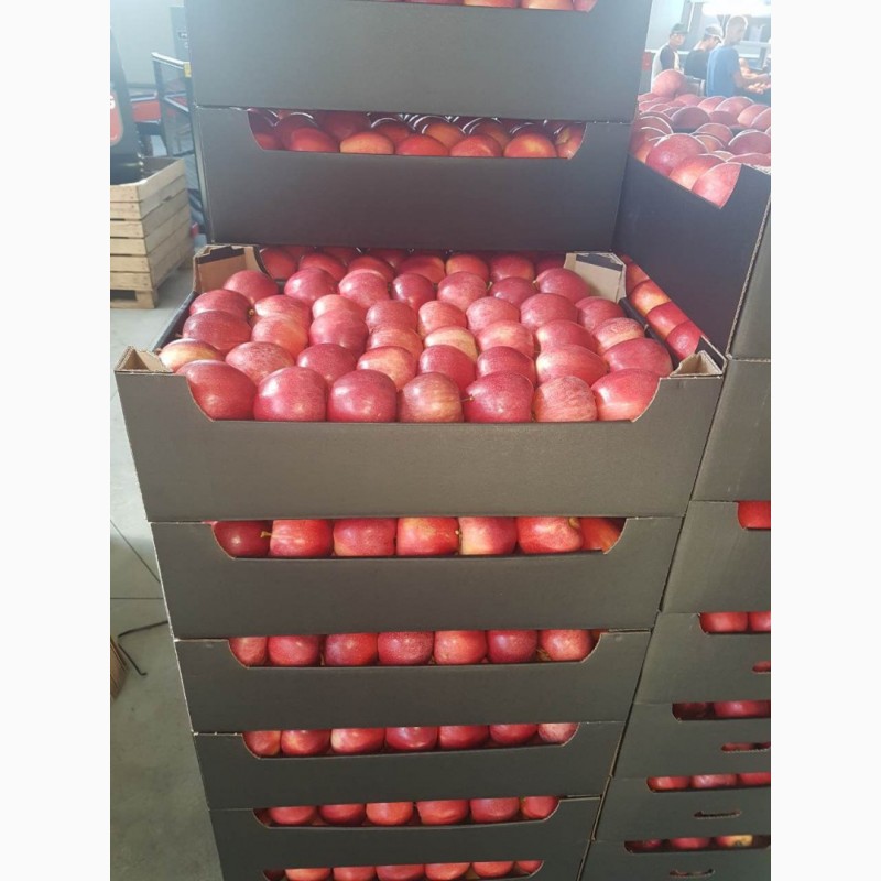 Фото 2. Купим томаты, картофель, лук, чеснок, яблоки от 20 тонн партия