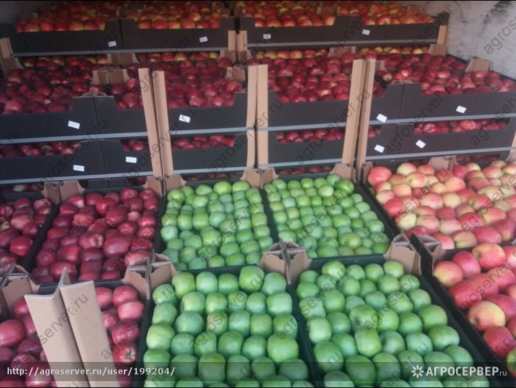 Фото 3. Купим томаты, картофель, лук, чеснок, яблоки от 20 тонн партия