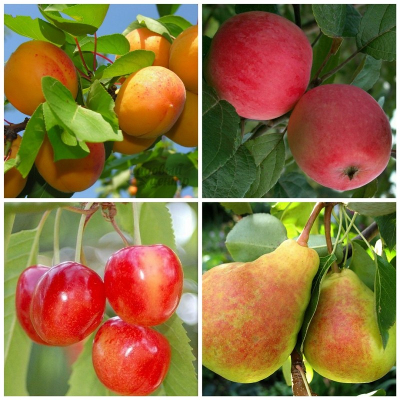 Фото 2. Саженцы плодово-ягодных культур в розницу и оптом из питомника